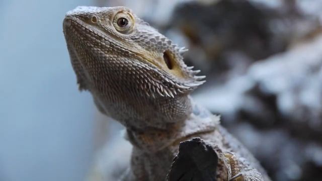 Pogona Vitticeps HD смотреть онлайн