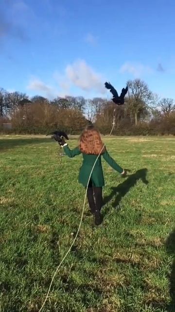 *they’re disabled so unreleasable. I’ve got 3, a tailess 1, 1 with no wings or tail and a blind 1 смотреть онлайн