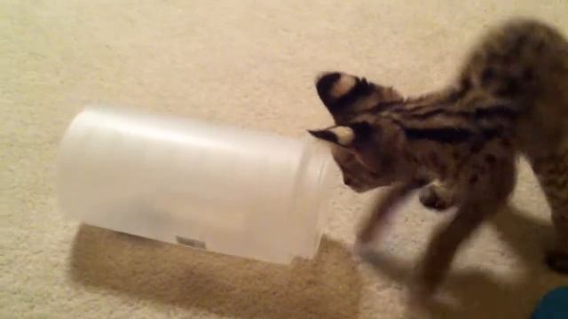 Buddy Serval Kitten Shows off Hunting Skills смотреть онлайн
