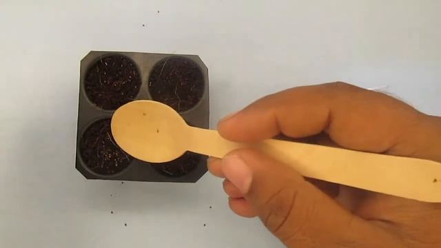 Unboxing Black Basil seed of The Affordable Organic Store смотреть онлайн