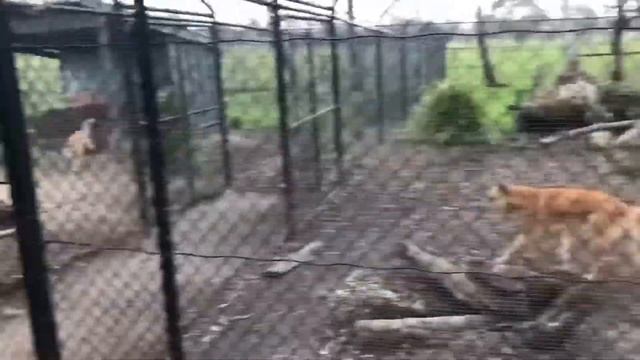 Đến Úc châu xem Kangaroo bạch tạng | Maru Koala Park | Vuong Phuc. смотреть онлайн