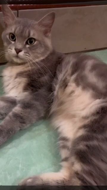 Kucing Mendengar Nama Nabi Sulaiman. MasyaAllah kangen kamu Miko🥹❤️ смотреть онлайн