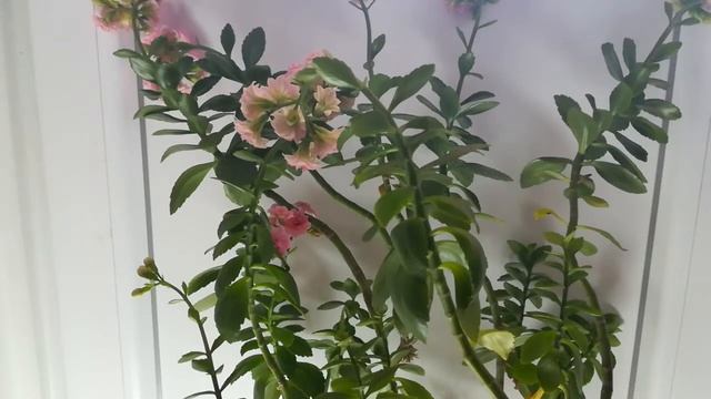 Ну як же давно смотреть онлайн