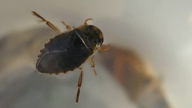 Żyrytwa pluskwowata (Ilyocoris cimicoides). смотреть онлайн