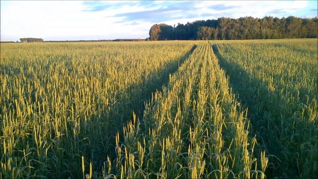 Обзор пшеницы. Часть 2 смотреть онлайн