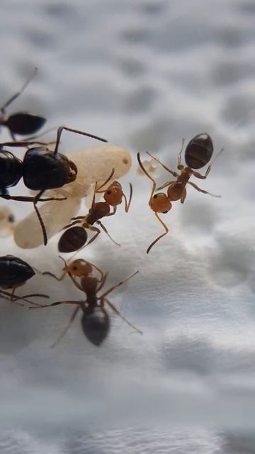 Camponotus lateralis small colony смотреть онлайн