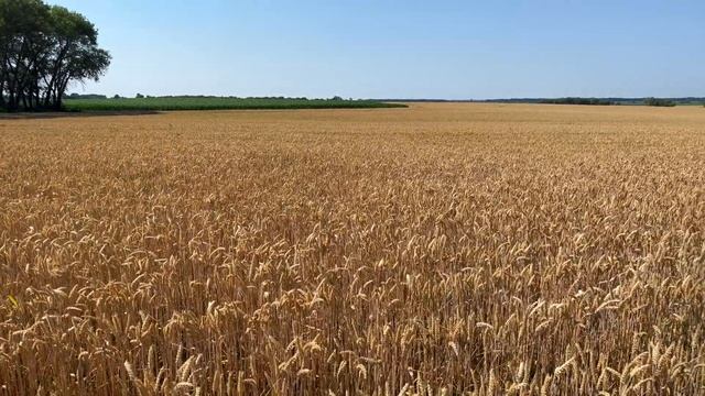 0607 огляд полів соняшник, кукурудза, пшениця, соя, кавун no till 4K смотреть онлайн