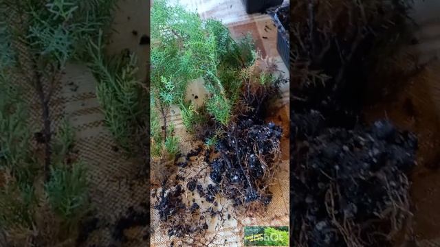 Результат укоренения можевельника стелящегося "Карпет" 70% смотреть онлайн