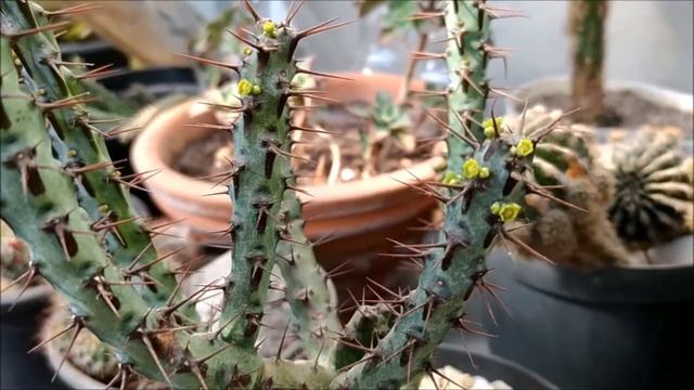 Mais da minha coleção e floração da euphorbia aeruginosa. смотреть онлайн