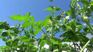 Эти Томатные Гномы первыми завязали плоды!