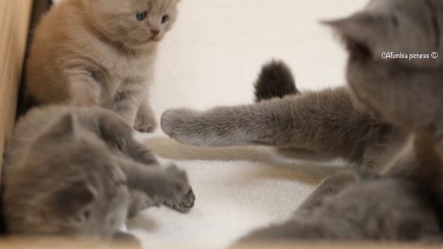 Cuteness Overload | Tiny Baby Kittens Learn to Walk, Play & Tussle 🥰 Mother Cat British Shorthair смотреть онлайн