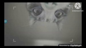 Kitekat Реклама 2016 Effects