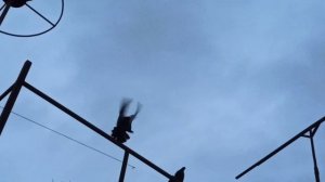 Николаевские голуби, полет 3 часа, часть 3.