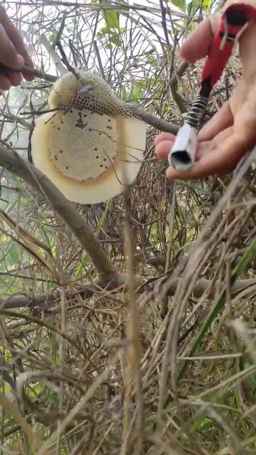 Honey hunting 4 | #shorts | Honey harvesting смотреть онлайн