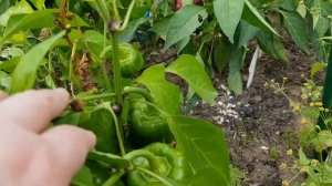 Сорт перца Биф сибиряк в открытом грунте 02,09,2023