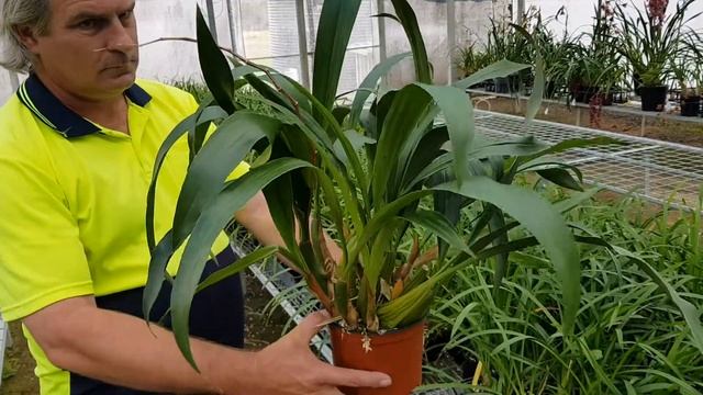 Lot 14 - Coelogyne Jannine Banks 'Snow White' HCC/AOC смотреть онлайн