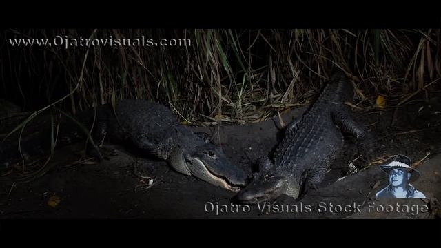 📹 Мать-аллигатор защищает детенышей смотреть онлайн