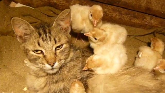Сенсация 21 века! Моя кошка родила индюшат!