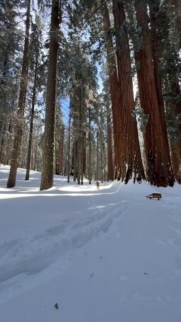 Sequoia National Park | Day After Blizzard смотреть онлайн