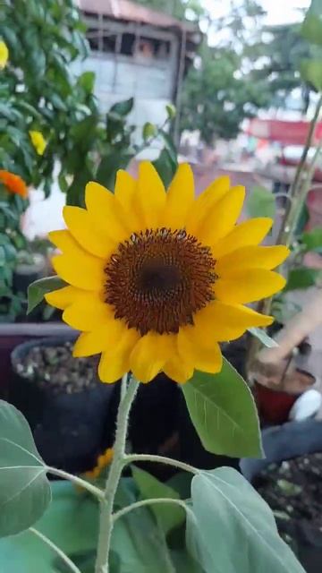 Time for harvesting my Sunflower 🌻🌻🌻 #balconygardening #fyp #trending смотреть онлайн