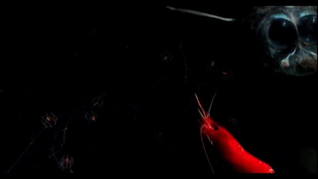 Переселенцы с других планет #обитателиглубин