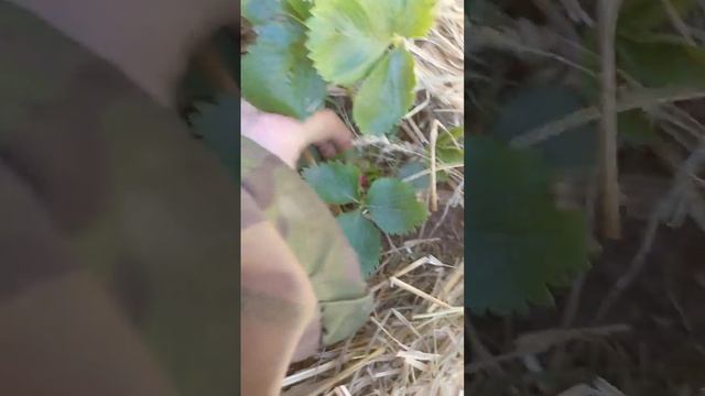 Сделай так с клубникой и оа завалит вас ягодами смотреть онлайн