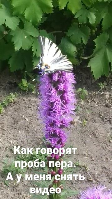 учусь всему- сажать,копать,растить и жить смотреть онлайн