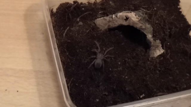Rehousing two tarantulas, Lasiodora parahybana and Nhandu carapoensis смотреть онлайн