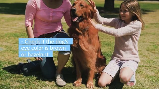 🐶👀¿HOW Can You Tell If YOUR LABRADOR Is PUREBRED? смотреть онлайн