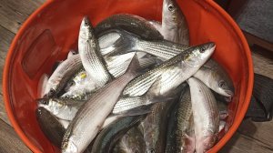 Рыбалка на кефаль. Как я ловлю кефаль с берега, в Крыму. Рыбалка на Чёрном море.