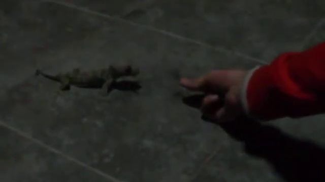 Серега кормит с рук гекона смотреть онлайн