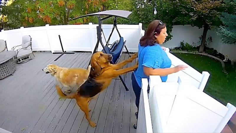 морительные сбои камеры видеонаблюдения 🎥 Смешные видео смотреть онлайн