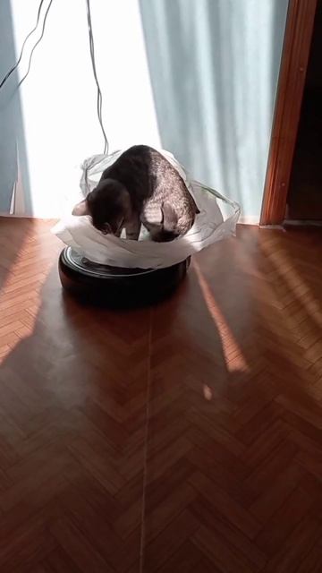 Кошка Бади, робот и пакет 🥴 #кошка #cat #приколы смотреть онлайн