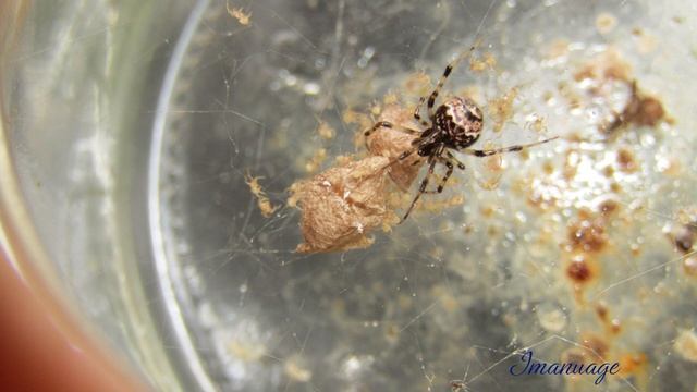 Araignée du genre Parasteatoda смотреть онлайн