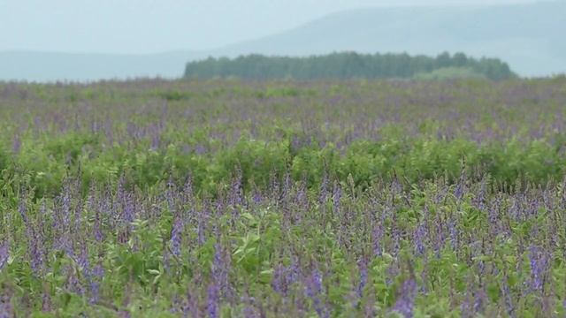 "все продано на корню" смотреть онлайн