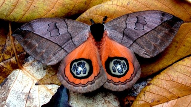 Capsule #13 - Saturniidae Night Fever! смотреть онлайн