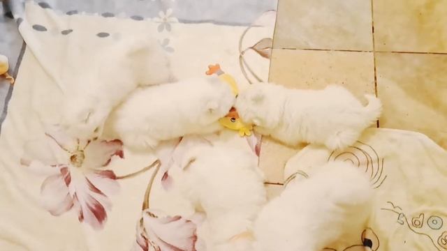 Пришло время снова знакомиться 😇 как мы изменились и подросли💞 @oksanapyrozhuk1385 #samoyed смотреть онлайн