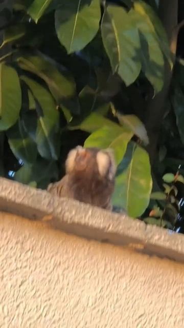 Fotografando animal salvagem: saguis #fotografia #engraçado #ytshorts смотреть онлайн