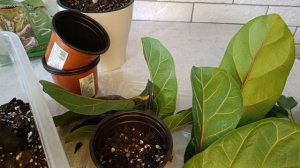 Черенкование фикуса лирата