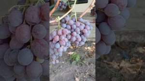 виноград Кримсон сидлис.