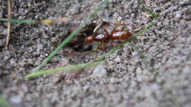 Lasius sp. infiltrating host colony смотреть онлайн