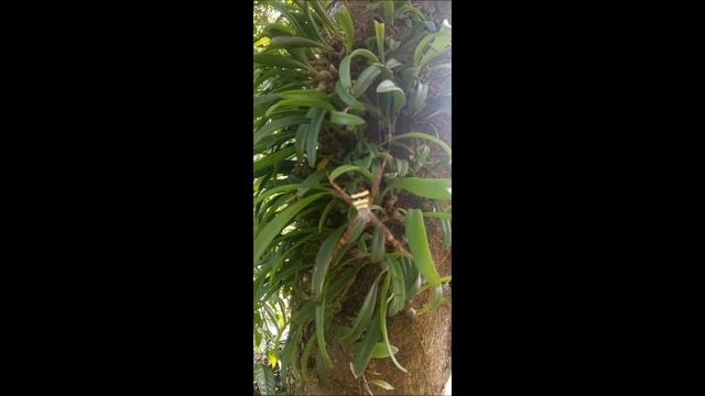 Argiope Keyserlingi смотреть онлайн
