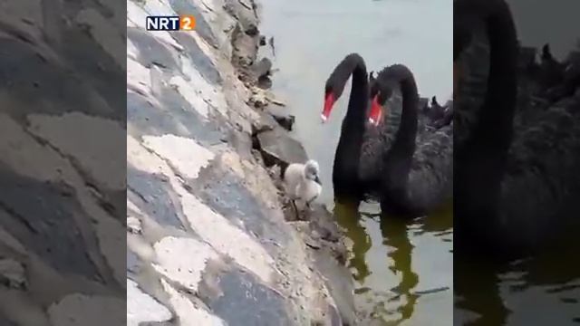 Семья лебединых. смотреть онлайн