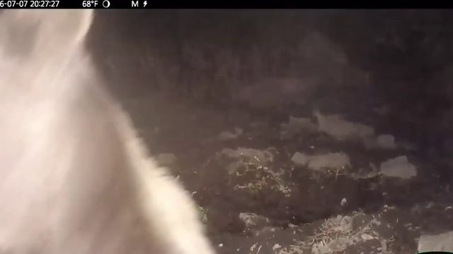 Успешная ночная охота медведя на кабанов смотреть онлайн