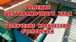Деление шестирамочного улья   Увеличиваем количество пчелосемей. Пчеловодство в шестирамочниках