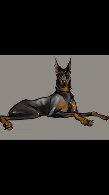 доберман /рисунки❤ смотреть онлайн