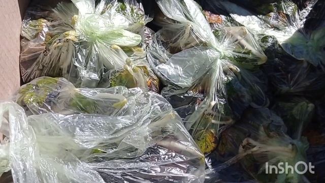 НЕ отправляем растения УКР ПОЧТОЙ!!! ПОЧЕМУ??? #саженцыклубники #саженцыпочтой #укрпочта смотреть онлайн