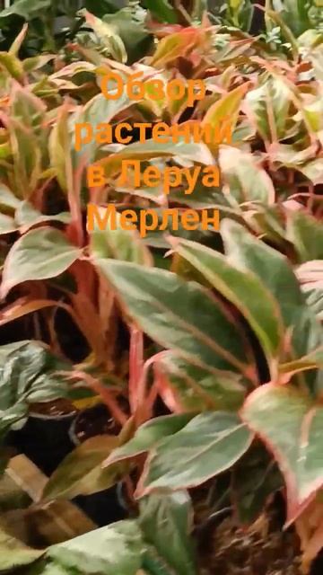 Обзор растений в Леруа Мерлен от 07.01.2024 #рассада #садовод #выращиваниецветов #голубика смотреть онлайн