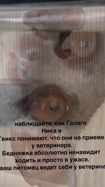 #shorts Вам нравится ходить к врачу ? Ника и Твикс ненавидят ветеринаров . смотреть онлайн