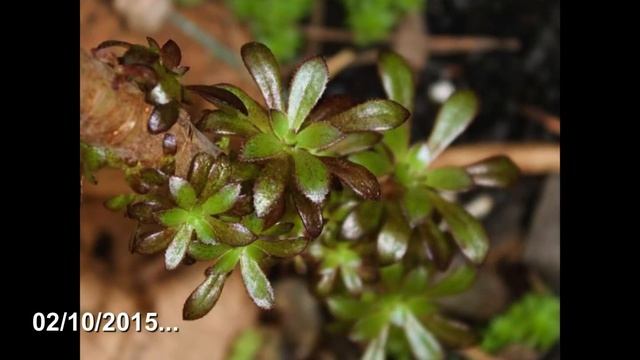 Aeonium Arboreum Babies смотреть онлайн